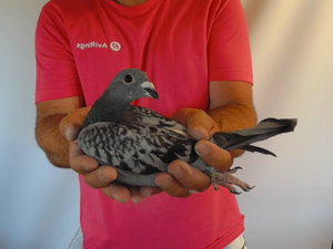 Pigeon image