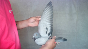 Pigeon image