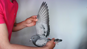 Pigeon image