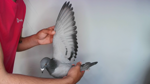 Pigeon image