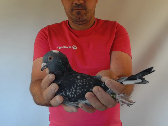 Pigeon image