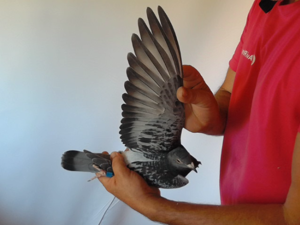 Pigeon image