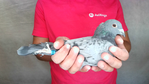 Pigeon image