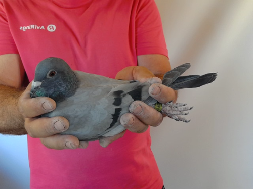 Pigeon image