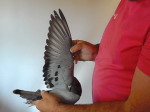 Pigeon image