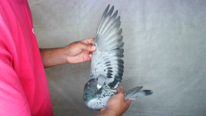 Pigeon image