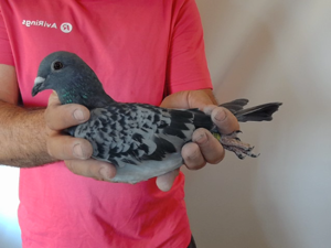 Pigeon image