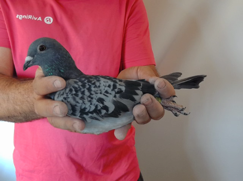 Pigeon image