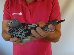 Pigeon image