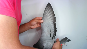 Pigeon image