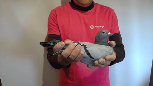 Pigeon image