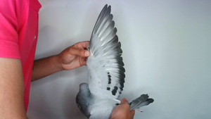 Pigeon image