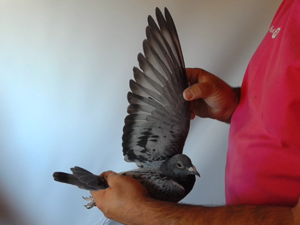 Pigeon image