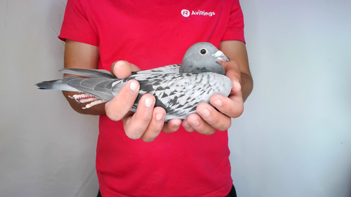 Pigeon image