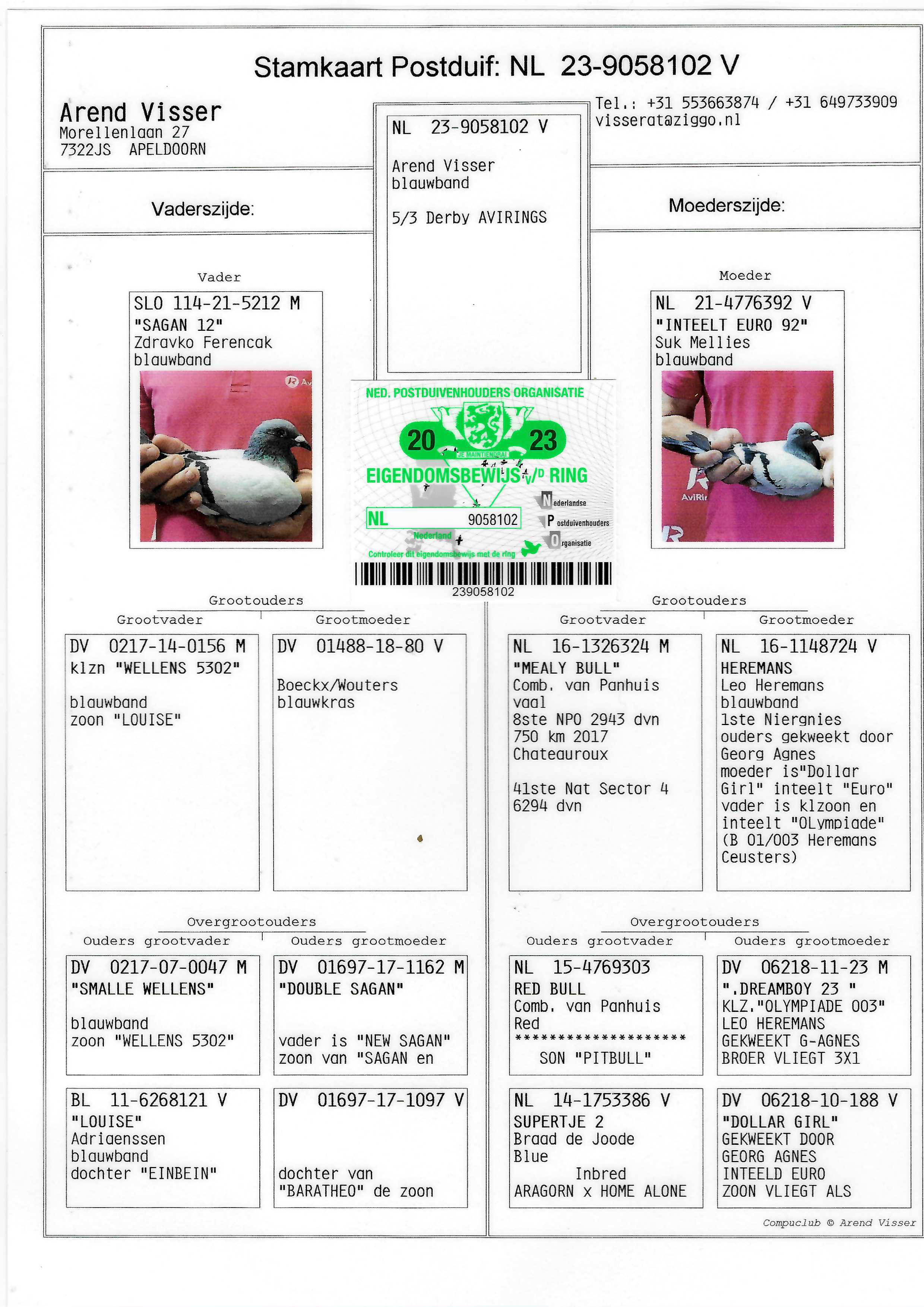Pigeon pedigree image