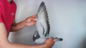 Pigeon image