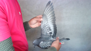 Pigeon image