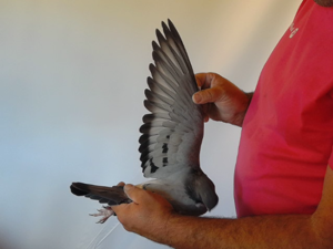 Pigeon image