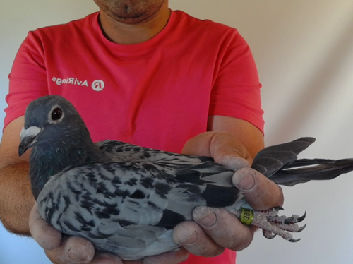 Pigeon image