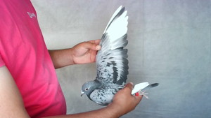 Pigeon image