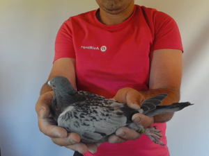 Pigeon image