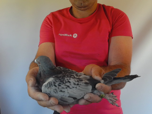 Pigeon image