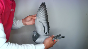 Pigeon image
