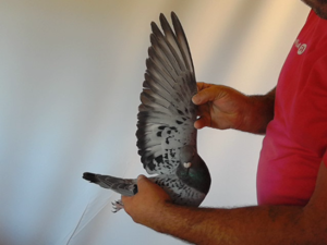 Pigeon image