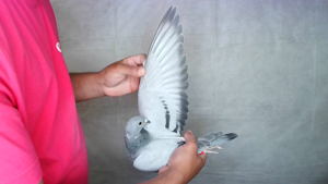 Pigeon image