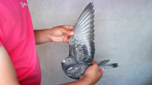 Pigeon image