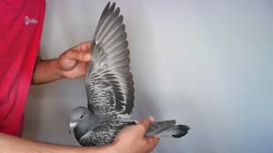 Pigeon image