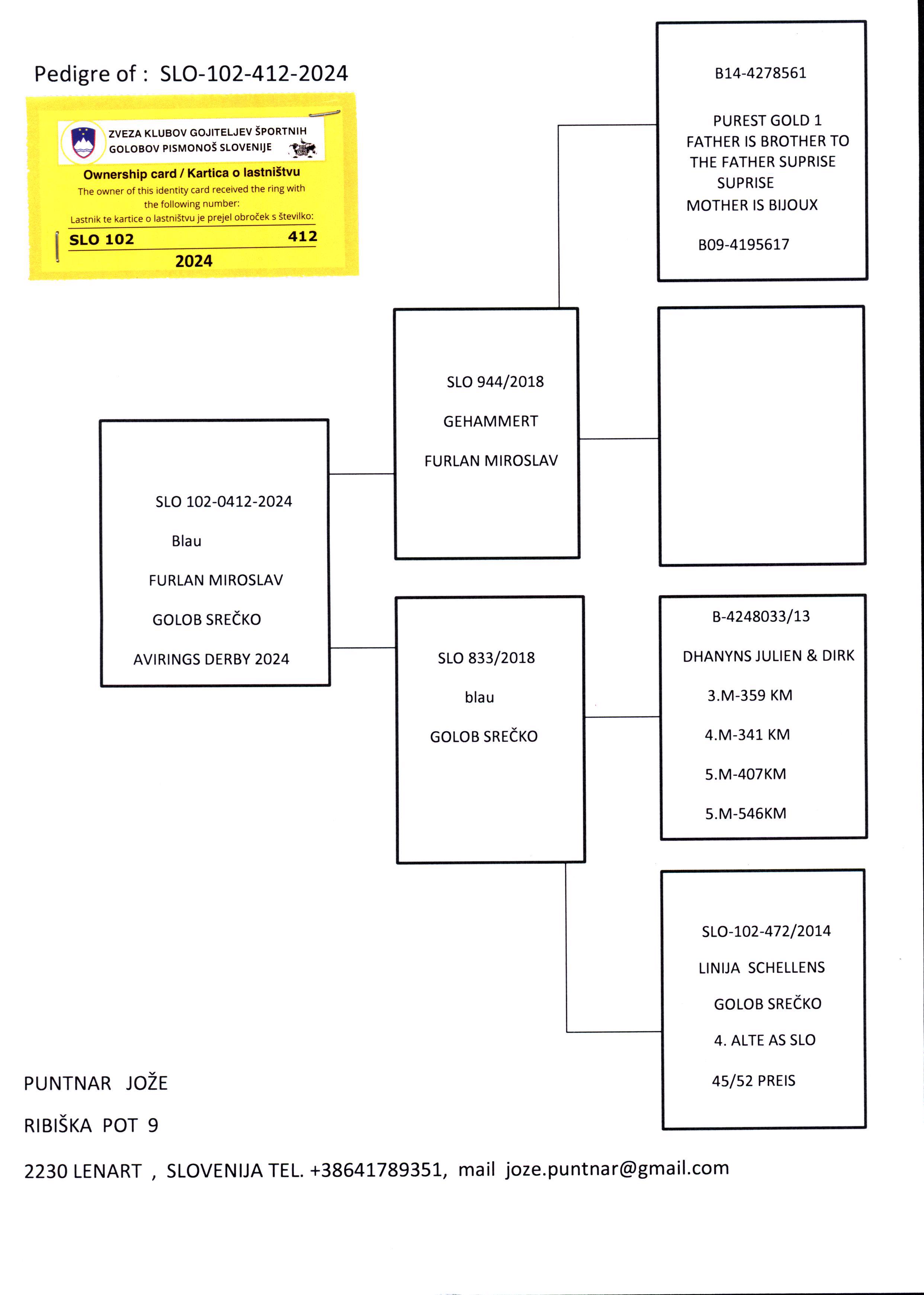 Pigeon pedigree image