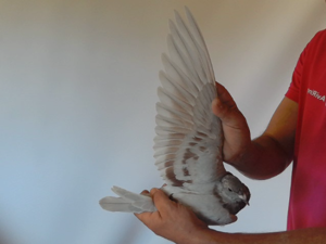 Pigeon image