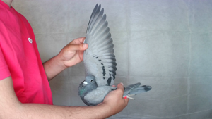 Pigeon image