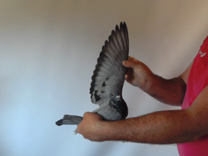 Pigeon image