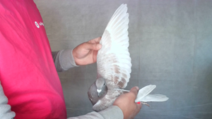 Pigeon image