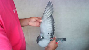 Pigeon image