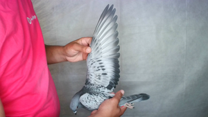 Pigeon image