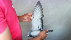 Pigeon image
