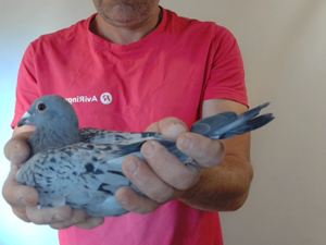 Pigeon image