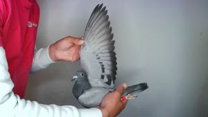 Pigeon image