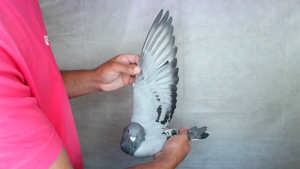 Pigeon image