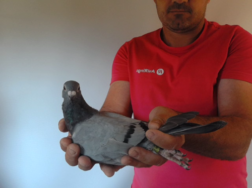 Pigeon image