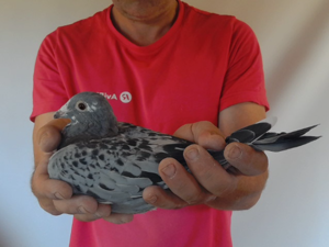 Pigeon image