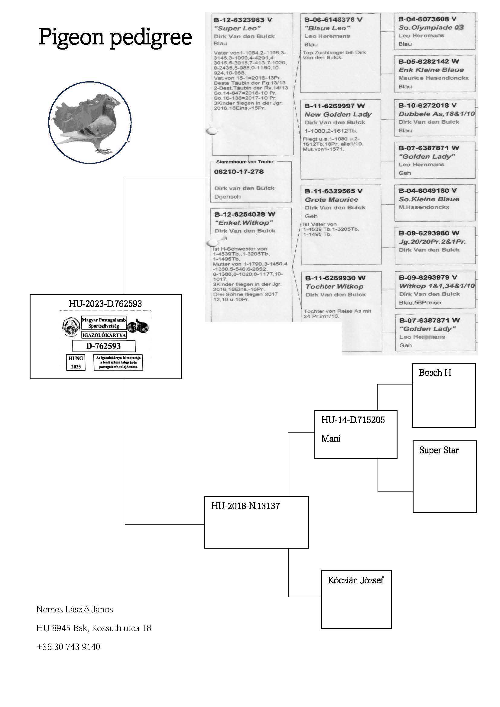 Pigeon pedigree image