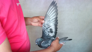 Pigeon image