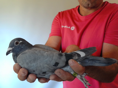 Pigeon image