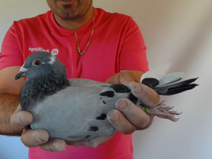 Pigeon image