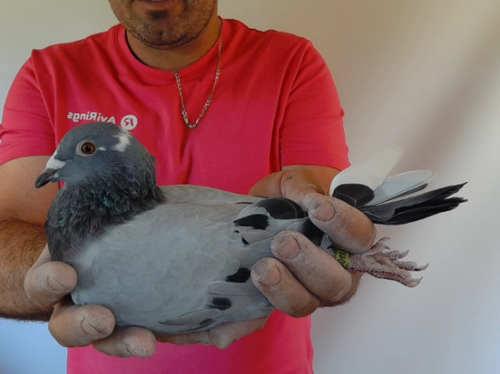 Pigeon image