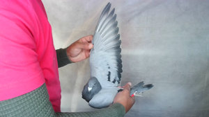 Pigeon image